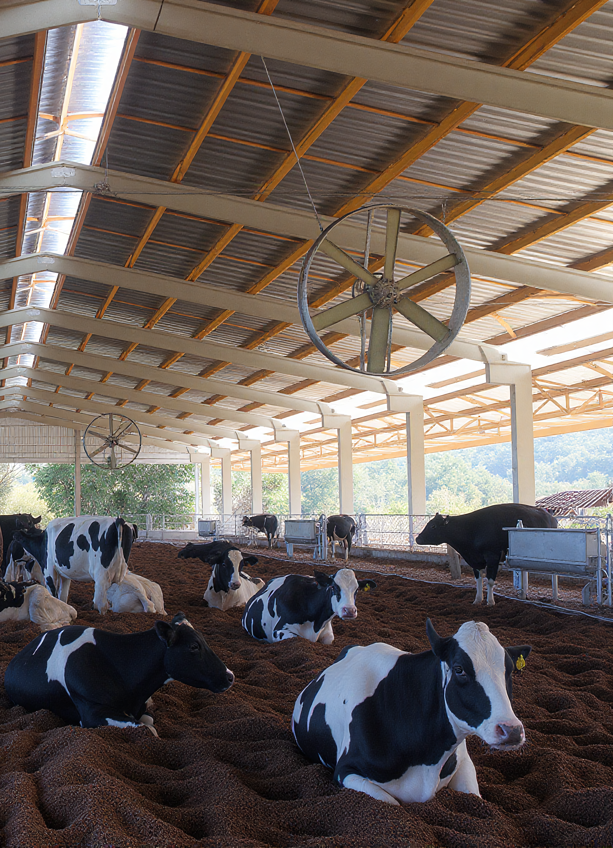 Compost barn: como dimensionar a maravalha por número de vacas